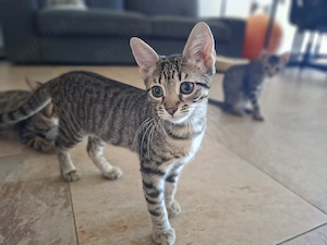 Pui pisică 7 luni   Pisicuță blândă și iubitoare   Sterilizată   Adopție în București    Athena - imagine 5
