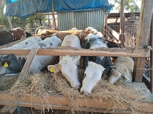 vand 13 tauri si 8 vitele
