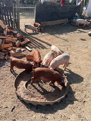 Vand purcei  - imagine 2