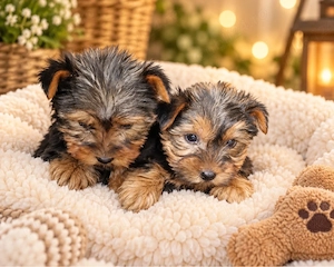Yorkshire Terrier