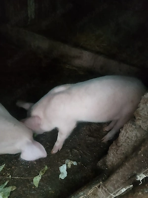 Purcea de vânzare Landrace   