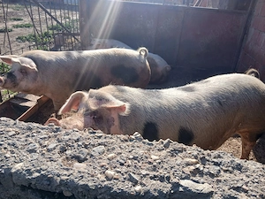 Vând porci 