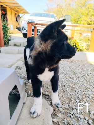 akita american - imagine 2