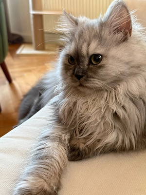 Heidi, pui persana chincilla caută stăpâni iubitori  - imagine 3