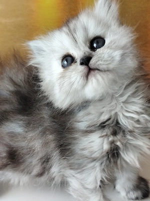 Heidi, pui persana chincilla caută stăpâni iubitori  - imagine 4