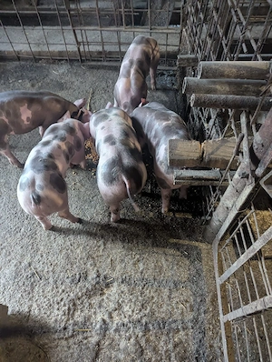 purcei 7 saptamini rasa PIETRAIN