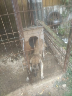 Vand câine lup belgian