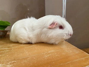 Un porcușor de guineea 
