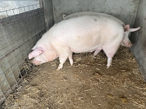 Vând porci pentru sacrificat ! - imagine 2