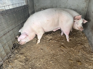 Vând porci pentru sacrificat ! - imagine 3
