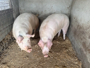 Vând porci pentru sacrificat !