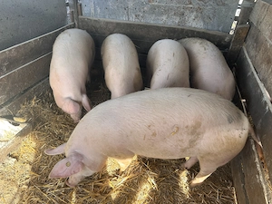Vând porci pentru sacrificat ! - imagine 5