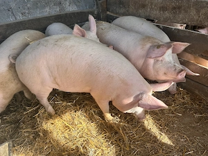 Vând porci pentru sacrificat ! - imagine 4