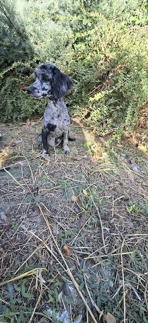 Pudel Merle Miniatura