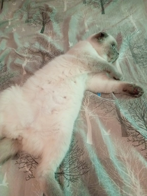 Pisica scottish fold  - imagine 2