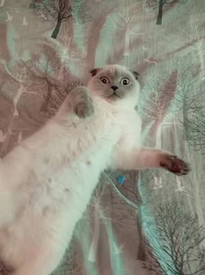 Pisica scottish fold 