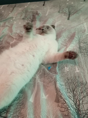 Pisica scottish fold  - imagine 3