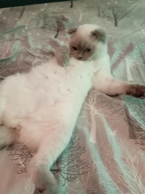 Pisica scottish fold  - imagine 4