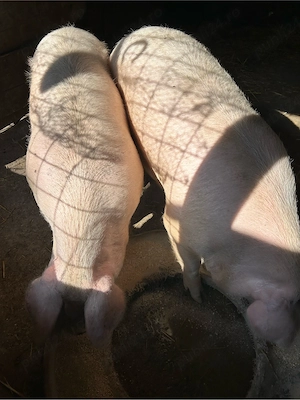 2 porci disponibili  - imagine 4