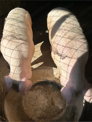 2 porci disponibili  - imagine 5