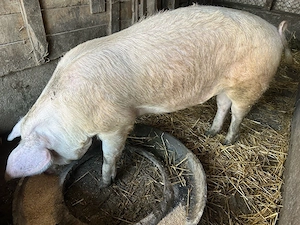 2 porci disponibili  - imagine 2