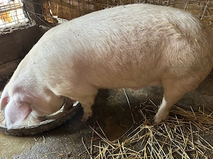 2 porci disponibili  - imagine 3