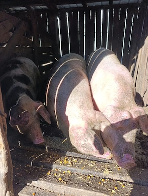 Porci pentru Crăciun 130 150kg - imagine 2