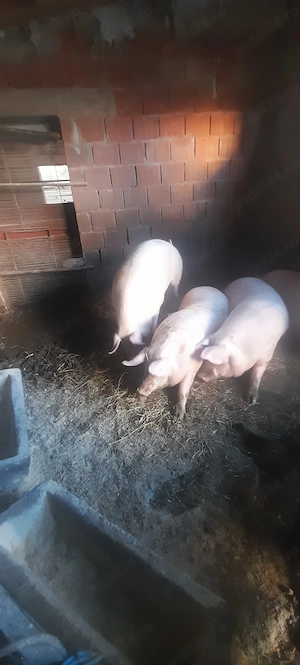 Vând porci 200-230 kg