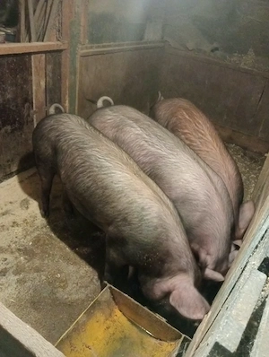Vând purcele Duroc - imagine 2