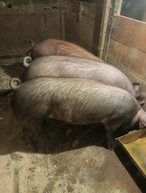 Vând purcele Duroc