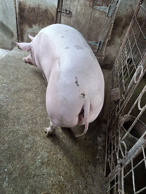 Disponibilă pentru sacrificat.  - imagine 3