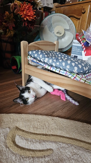 Oreo si Nyx 