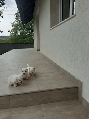Bichon mini toy