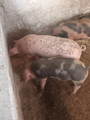 Vând 4 purcei de 9 săptămâni pietrean  cu landrace 2 mascuri și 2 scrofițe   - imagine 3