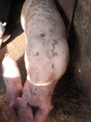 Vând 4 purcei de 9 săptămâni pietrean  cu landrace 2 mascuri și 2 scrofițe   - imagine 5