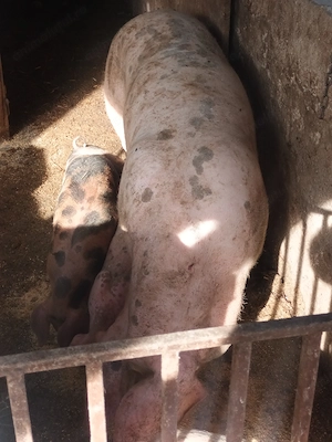 Vând 4 purcei de 9 săptămâni pietrean  cu landrace 2 mascuri și 2 scrofițe   - imagine 4