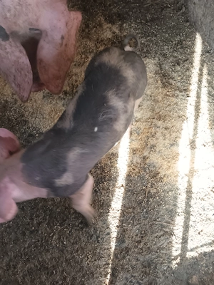 Vând 4 purcei de 9 săptămâni pietrean  cu landrace 2 mascuri și 2 scrofițe   - imagine 2