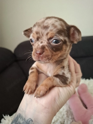 chihuahua merle femela
