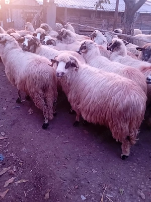 Vând oi și berbeci 