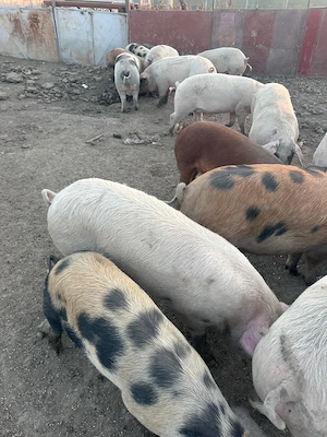 Vand porci crescuti de casa doar cu cereale - imagine 3