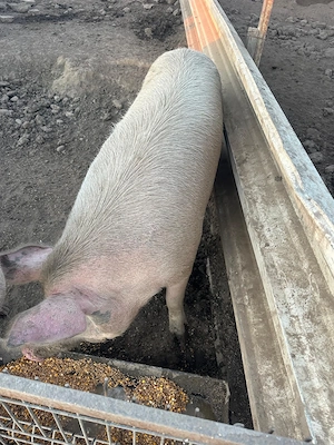 Vand porci crescuti de casa doar cu cereale - imagine 2