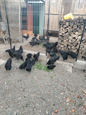 Vand cocosi Australorp  - imagine 2