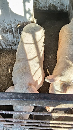 Vând porci ,crescuți în gospodăria proprie!! - imagine 5