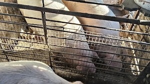 Vând porci ,crescuți în gospodăria proprie!! - imagine 4