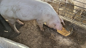 Vând porci ,crescuți în gospodăria proprie!! - imagine 3