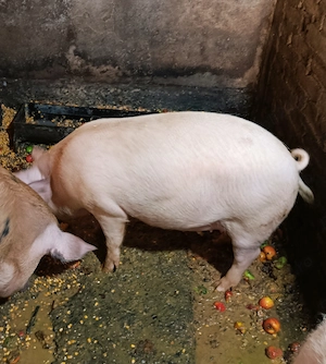 Porci de vânzare 