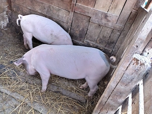 porci de vanzare - imagine 2