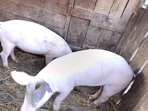 porci de vanzare