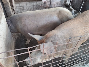 Porc de vanzare