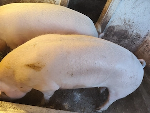 Porc de vanzare - imagine 2